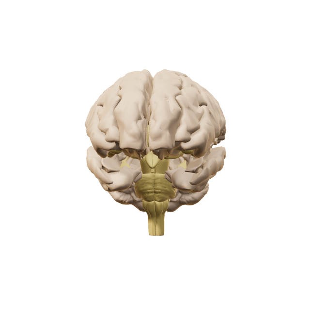 Brain anatomy preview