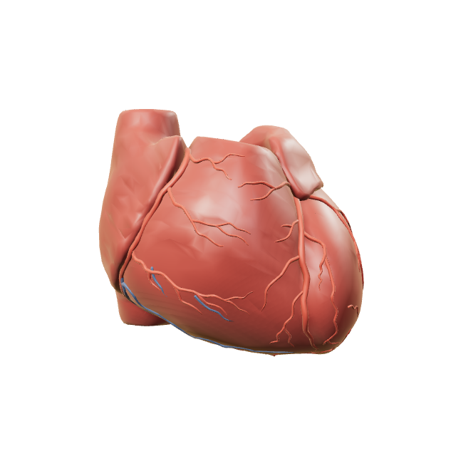 Heart anatomy preview