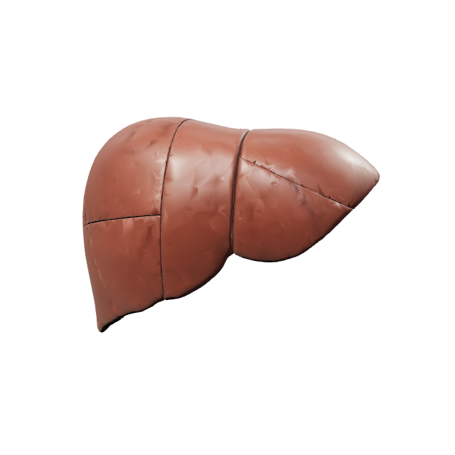Liver anatomy preview