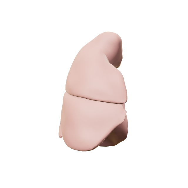Right lung anatomy preview